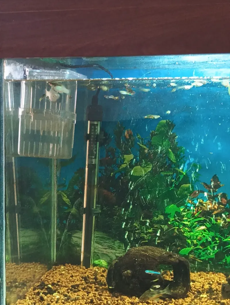 Acuario grande con decoración y peces - 2