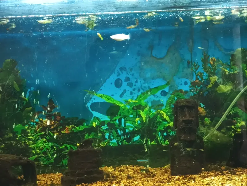 Acuario grande con decoración y peces - 3