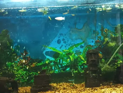 Acuario grande con decoración y peces - miniatura 3