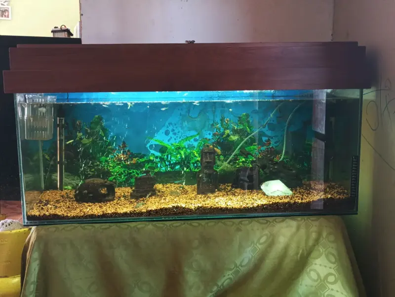 Acuario grande con decoración y peces - 4