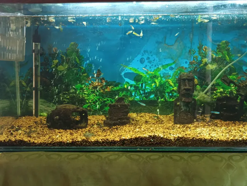 Acuario grande con decoración y peces - 5