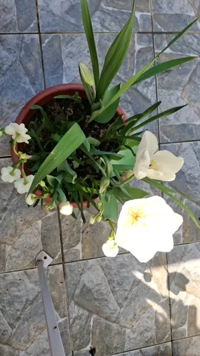 Tulipanes con flores blancas - miniatura 1