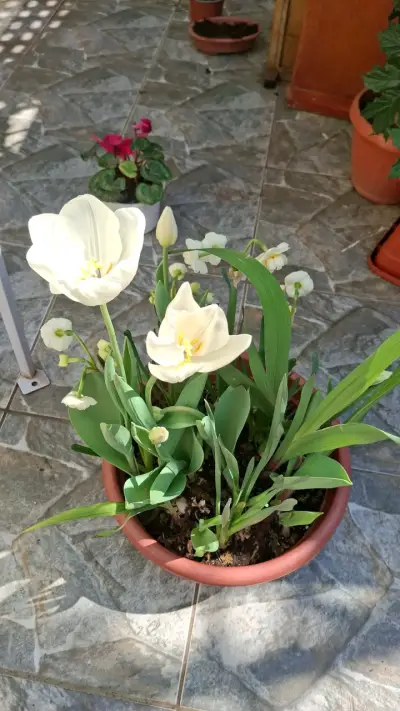 Tulipanes con flores blancas - miniatura 2