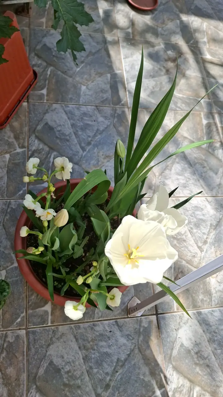 Tulipanes con flores blancas - 3