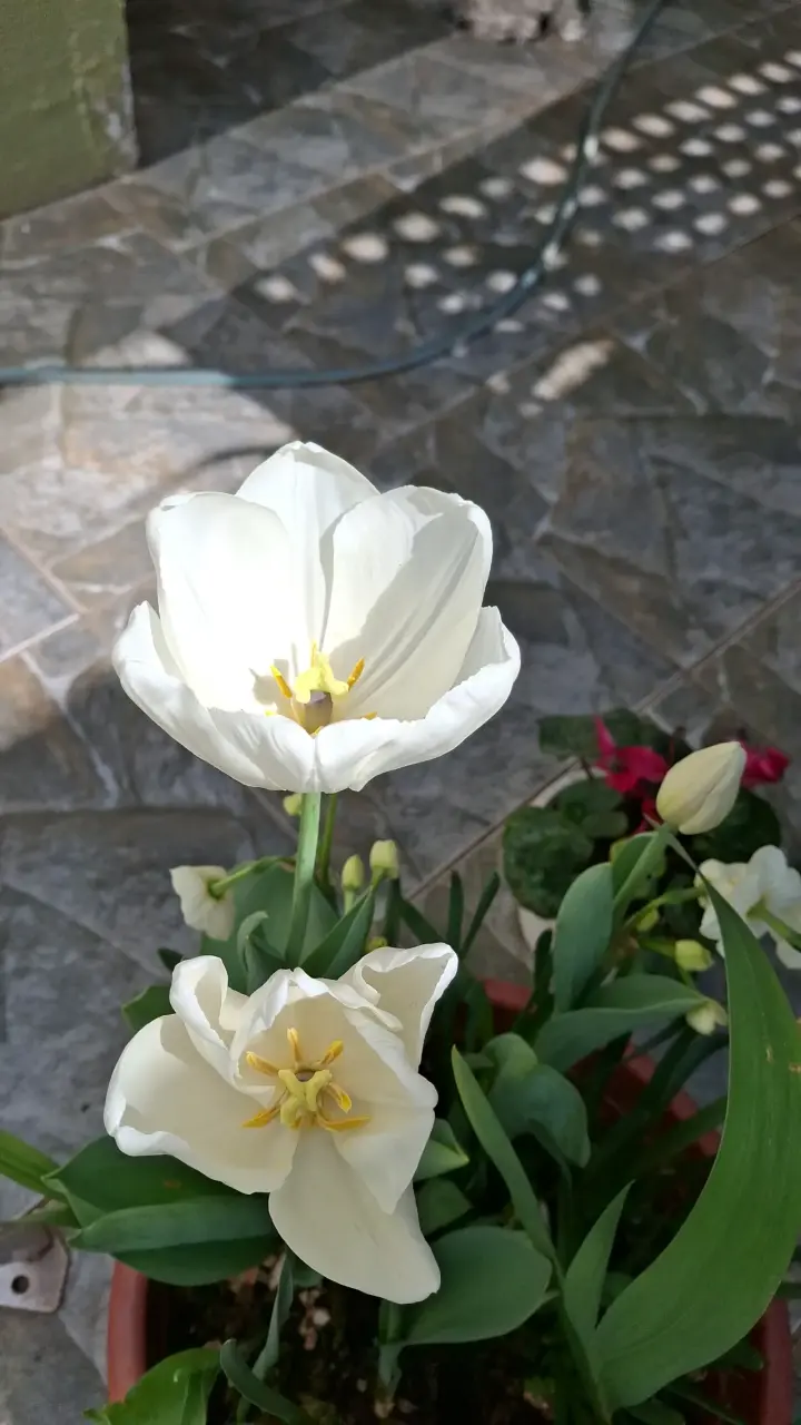Tulipanes con flores blancas - 4
