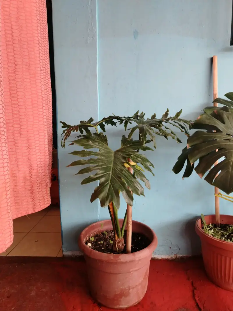 Plantas de interior en macetas variadas - 1