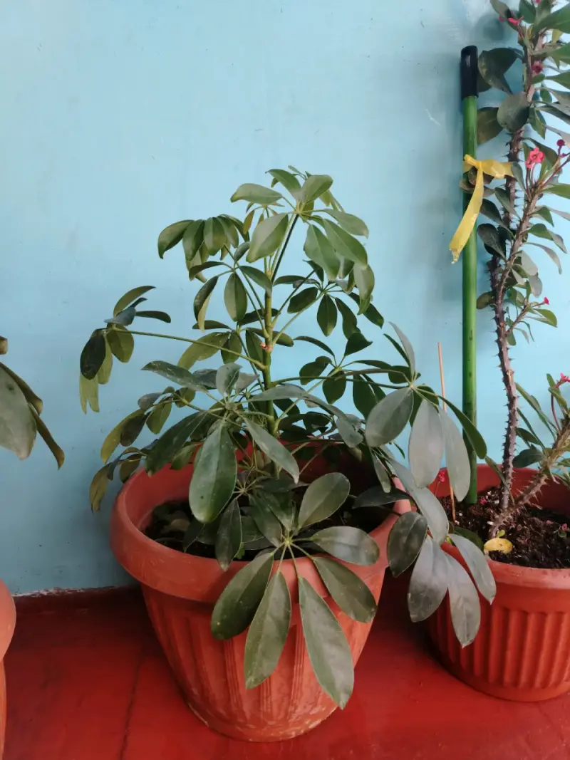 Plantas de interior en macetas variadas - 2