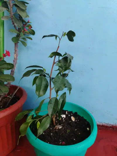 Plantas de interior en macetas variadas - miniatura 3