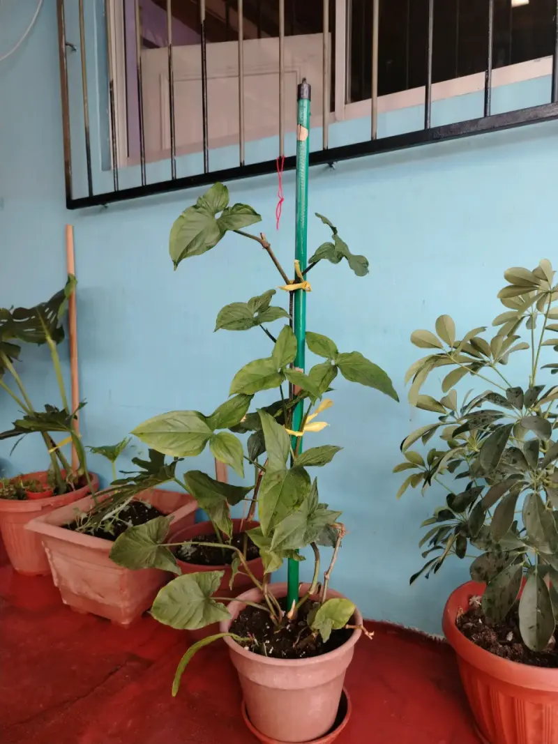 Plantas de interior en macetas variadas - 4