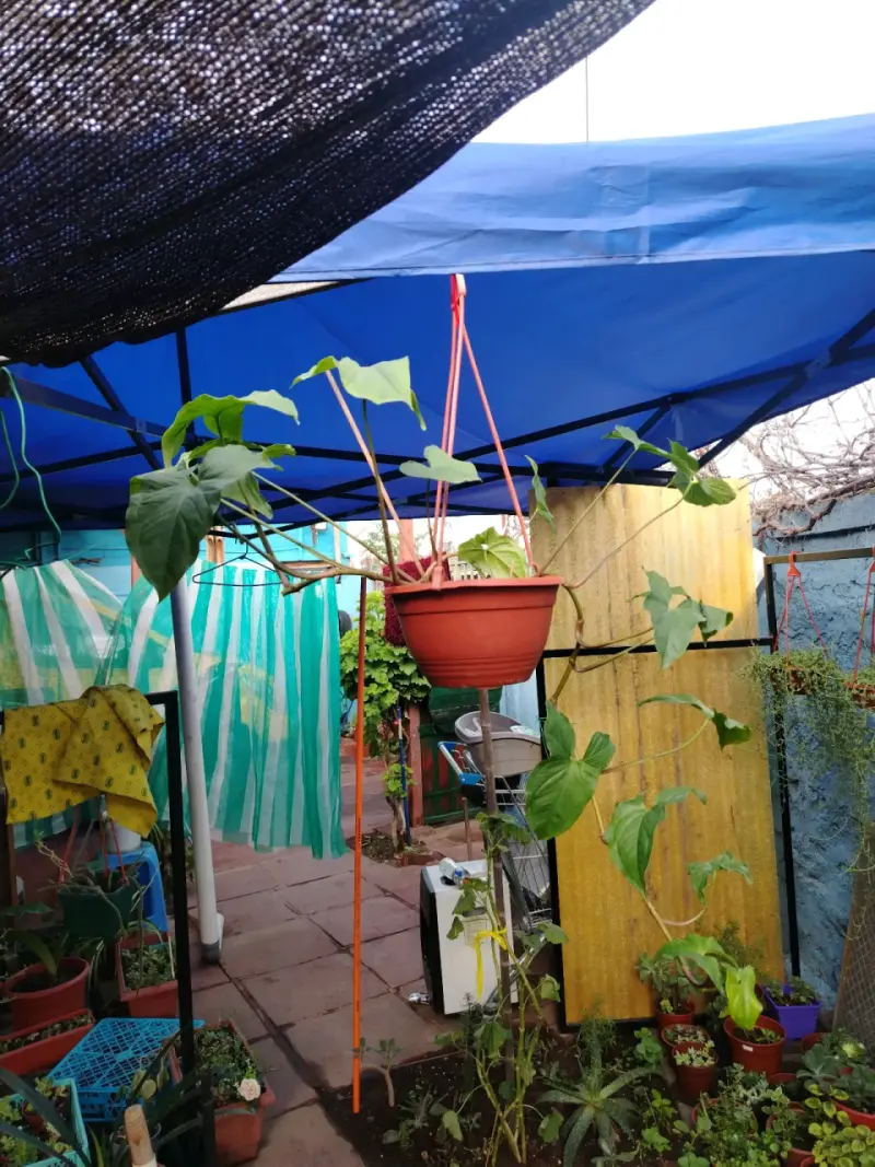 Plantas de interior en macetas variadas - 5