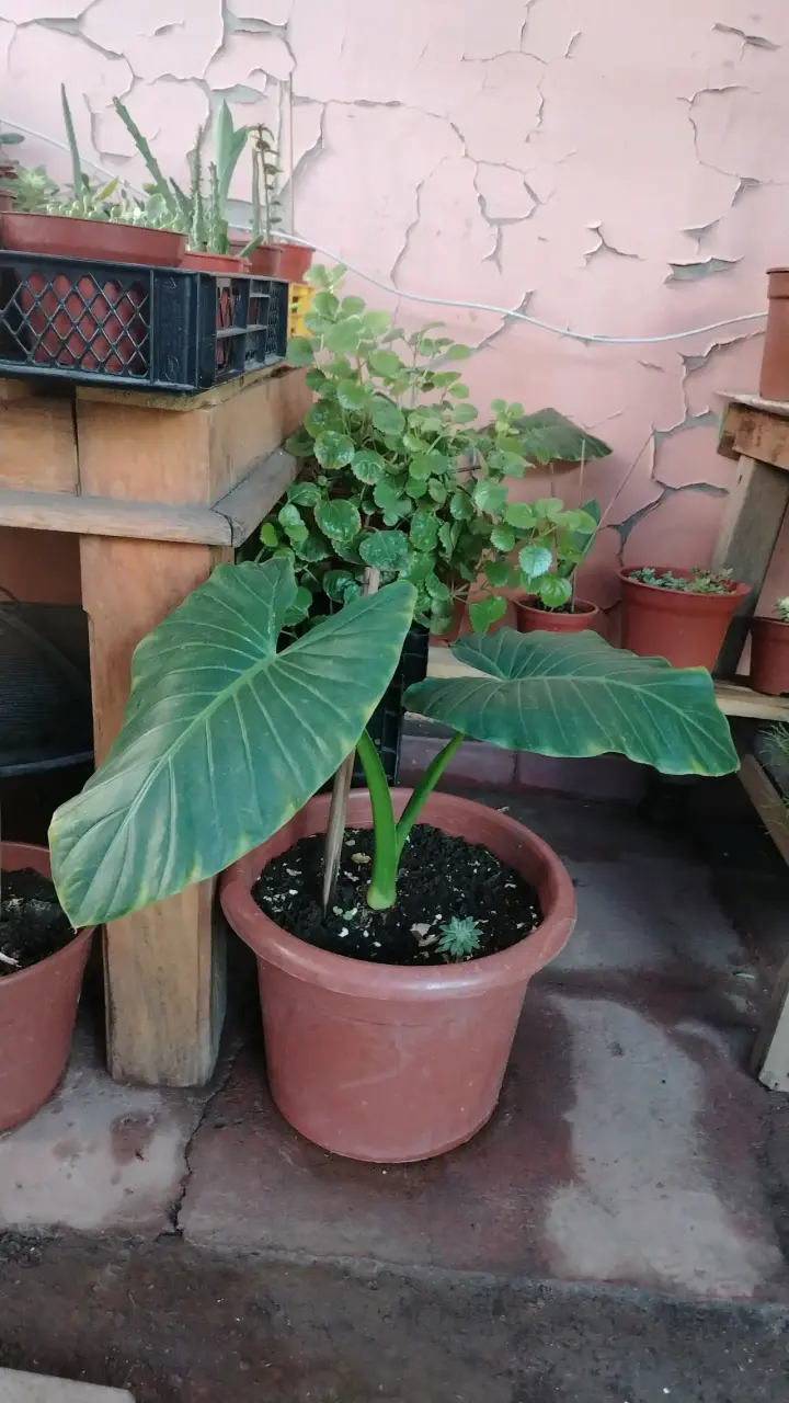 Plantas de interior en macetas variadas - 6
