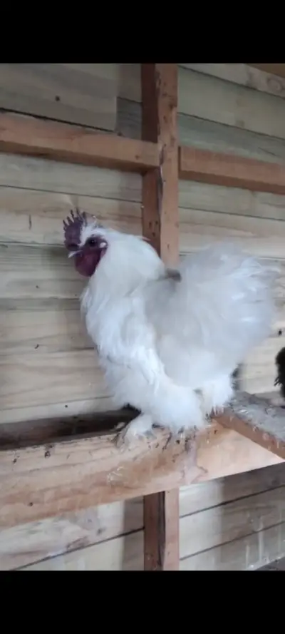 Gallo sedoso blanco en buen estado - miniatura 1
