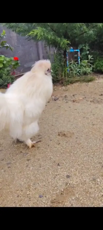 Gallo sedoso blanco en buen estado - miniatura 2