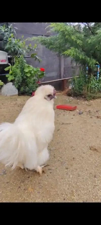 Gallo sedoso blanco en buen estado - miniatura 3