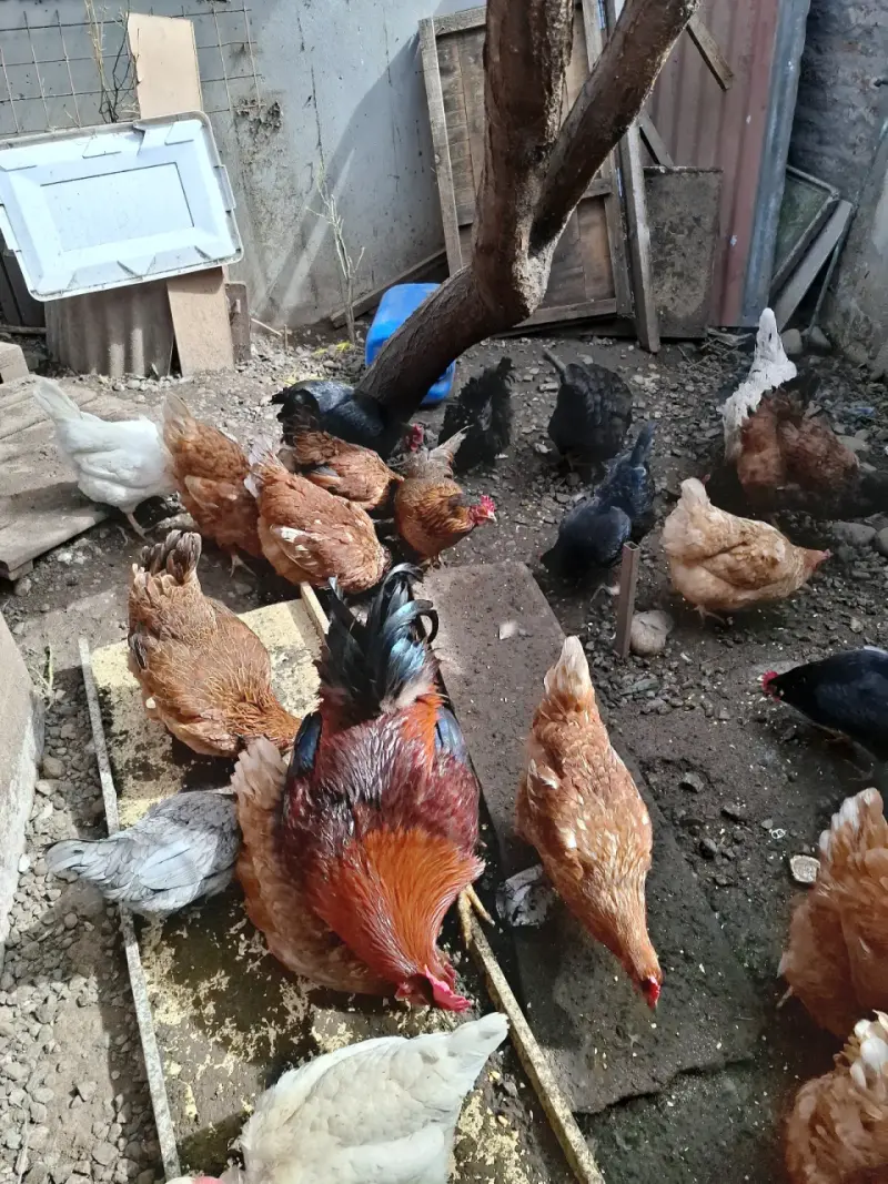 Gallinas para reproducir o comer, solo color cafe. - 1