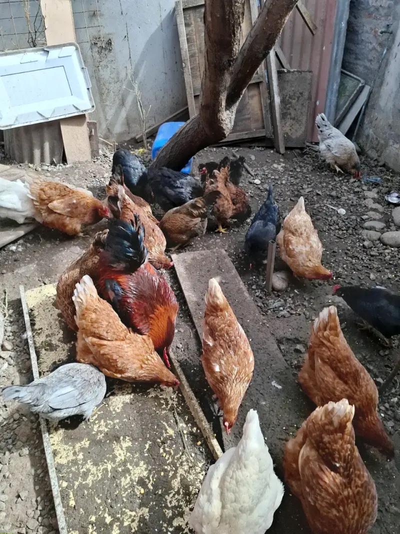 Gallinas para reproducir o comer, solo color cafe. - 2