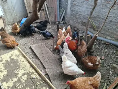 Gallinas para reproducir o comer, solo color cafe. - miniatura 3