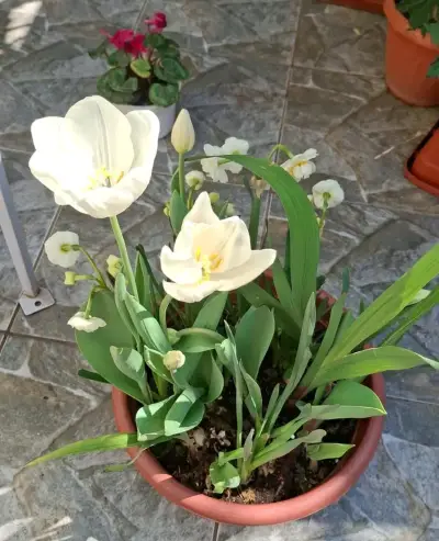 Tulipanes blancos en flor - miniatura 1