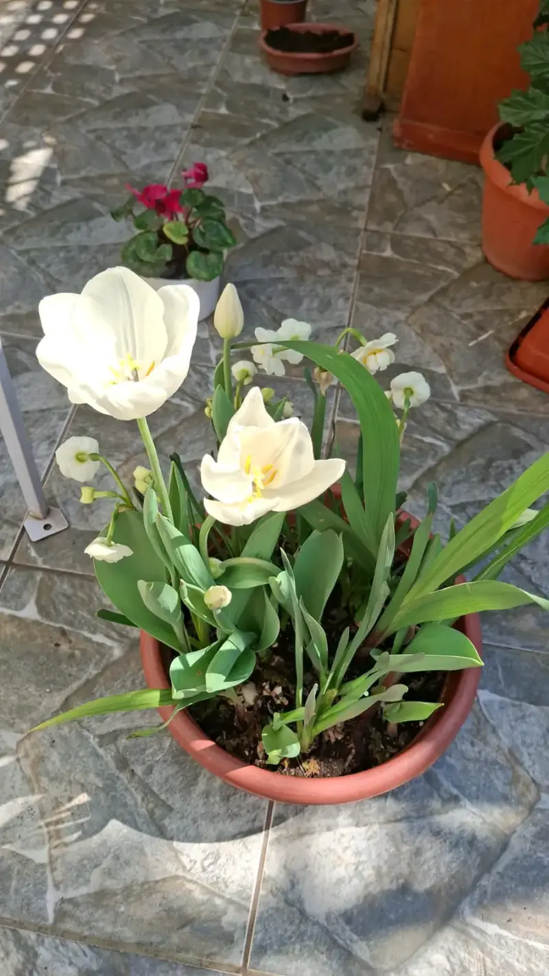Tulipanes blancos en flor - 2