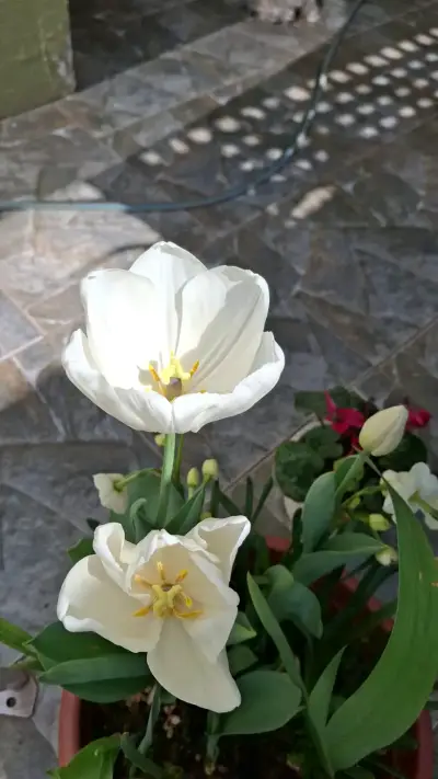 Tulipanes blancos en flor - miniatura 3