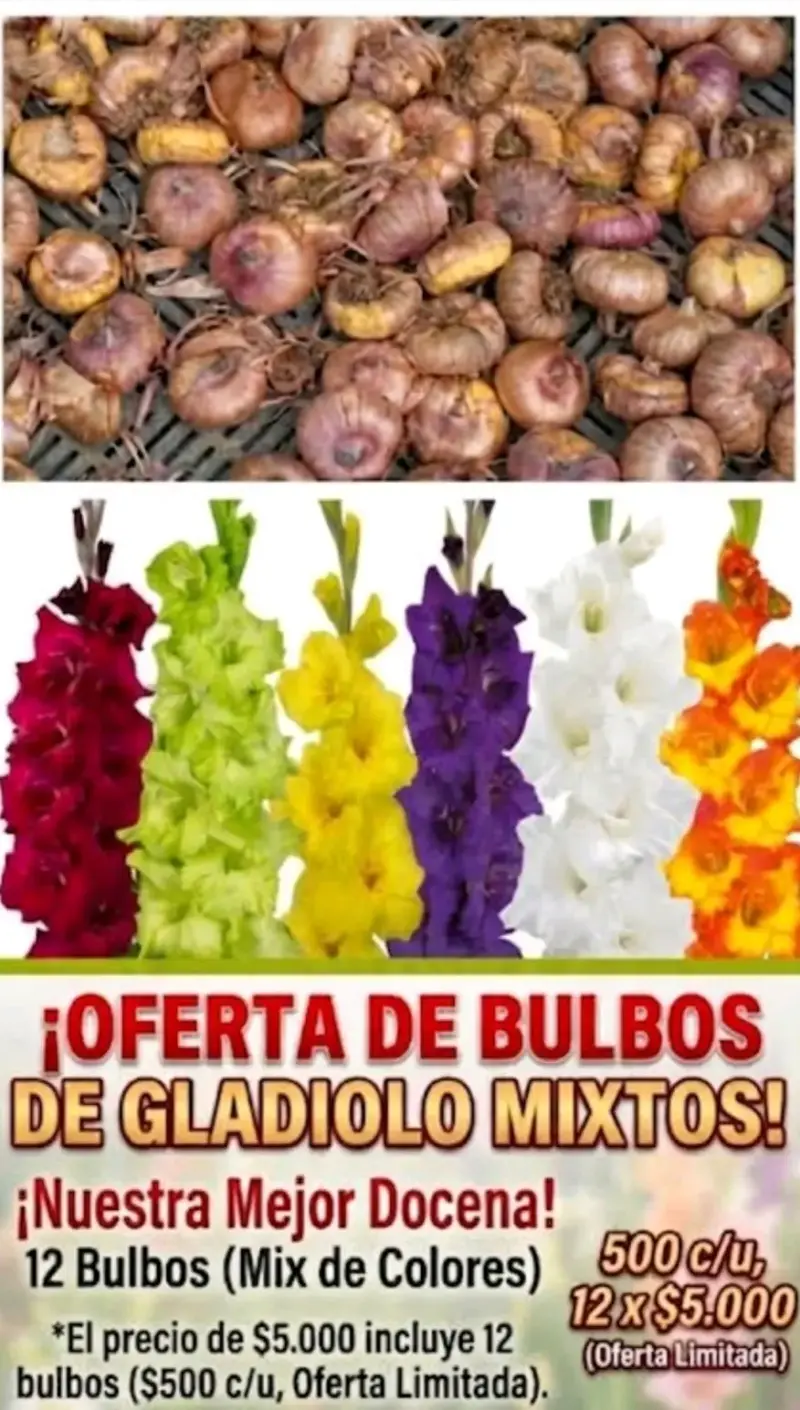 Bulbos de Gladiolo Mixtos - 12 Unidades