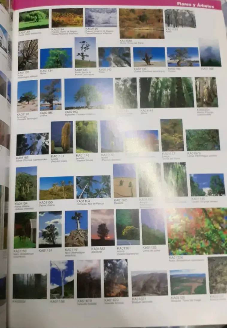 Catálogo de Fotos de Chile Kactus Foto - 2