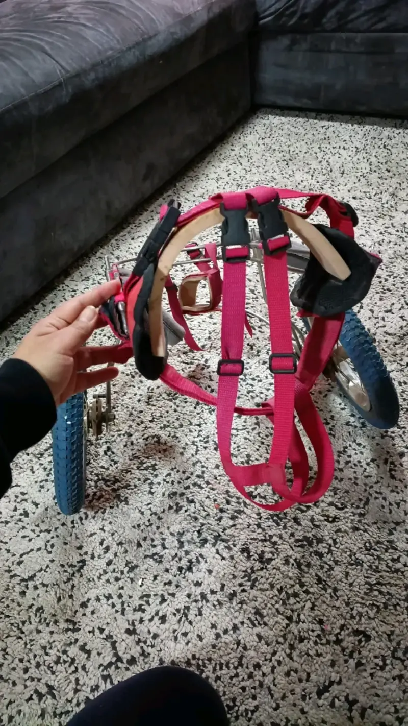 Silla de ruedas para perro ajustable - 4