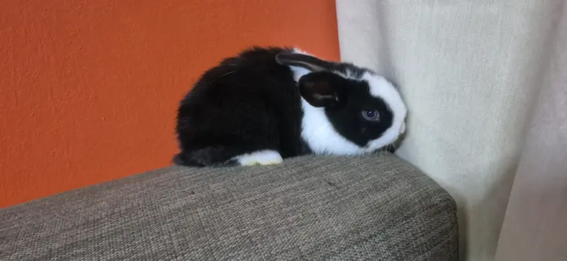 peluches - 1