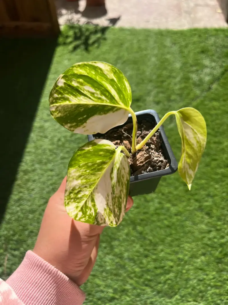 Planta de interior pothos maceta