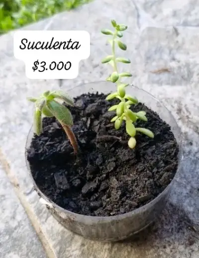Variedad de suculentas en maceta - miniatura 1