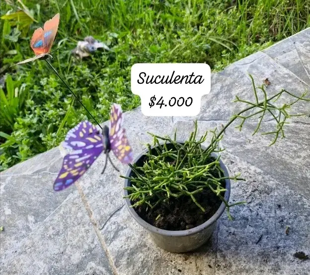Variedad de suculentas en maceta - 2