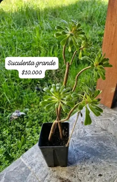 Variedad de suculentas en maceta - miniatura 3