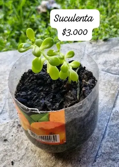 Variedad de suculentas en maceta - miniatura 5