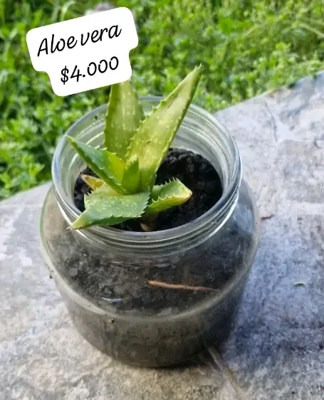 Plantas suculentas en macetas variadas - 1