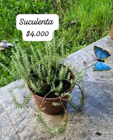 Plantas suculentas en macetas variadas - 2