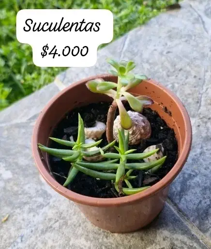 Plantas suculentas en macetas variadas - 3