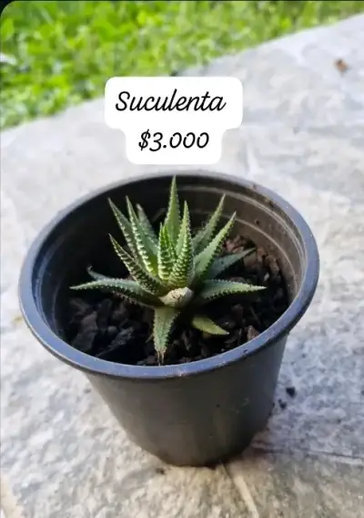Plantas suculentas en macetas variadas - miniatura 4