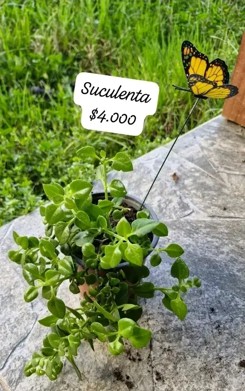 Plantas suculentas en macetas variadas - 5