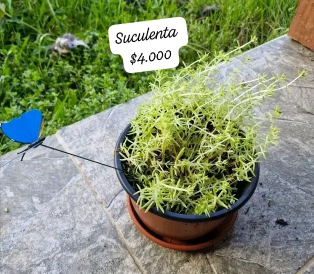 Plantas suculentas en macetas variadas - 6