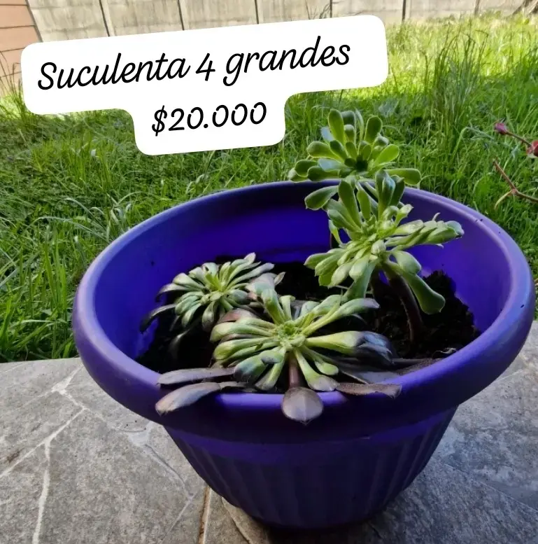 Aloe Vera Gigante en Maceta y suculentas - 2