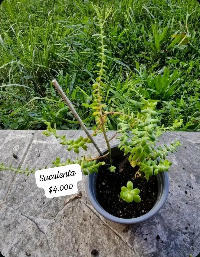 Aloe Vera Gigante en Maceta y suculentas - 4
