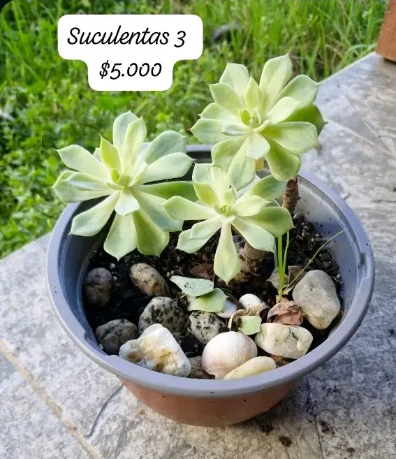 Aloe Vera Gigante en Maceta y suculentas - 6