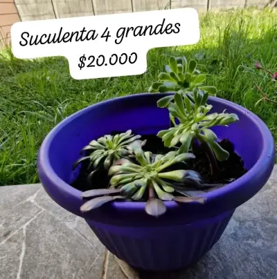 Aloe Vera Gigante en Maceta y suculentas - miniatura 2