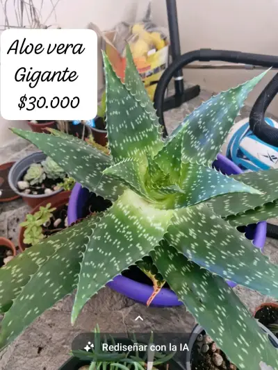 Aloe Vera Gigante en Maceta y suculentas - miniatura 1