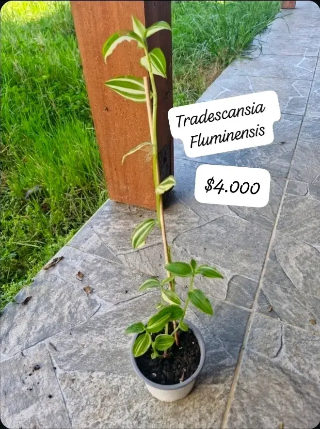 Aloe Vera Gigante en Maceta y suculentas - 3