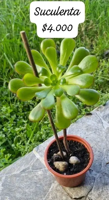 Aloe Vera Gigante en Maceta y suculentas - 5