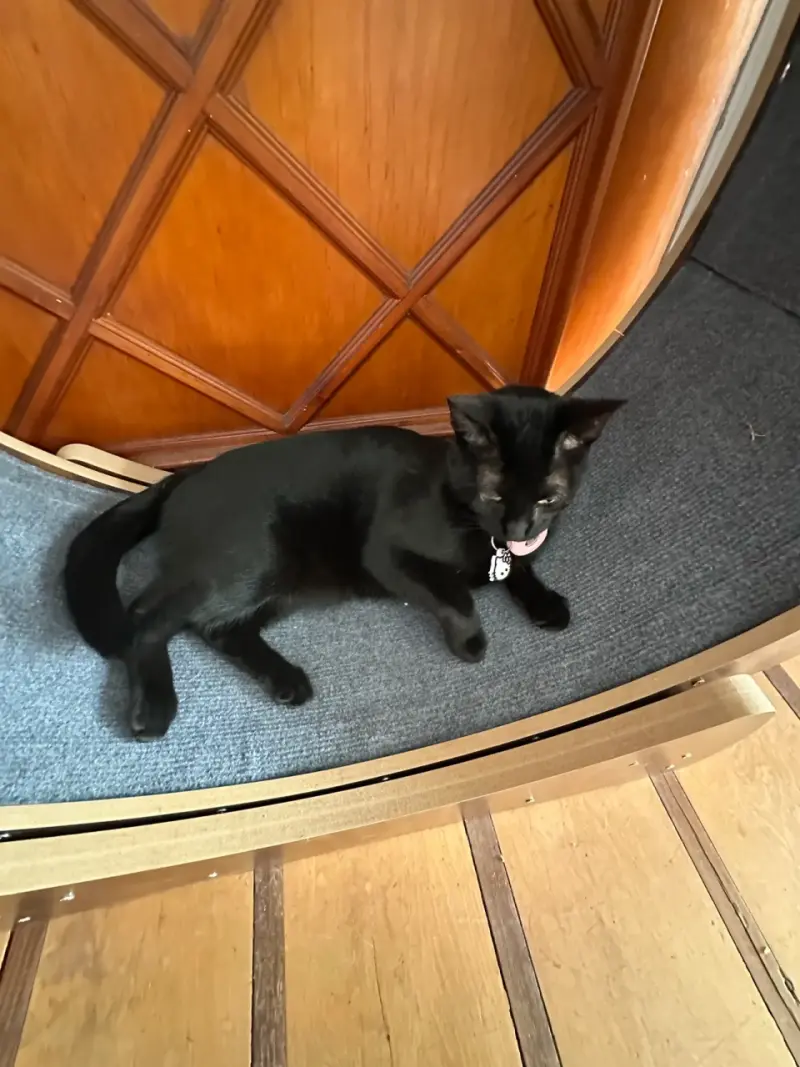 Rueda de ejercicio para gatos de madera - 1