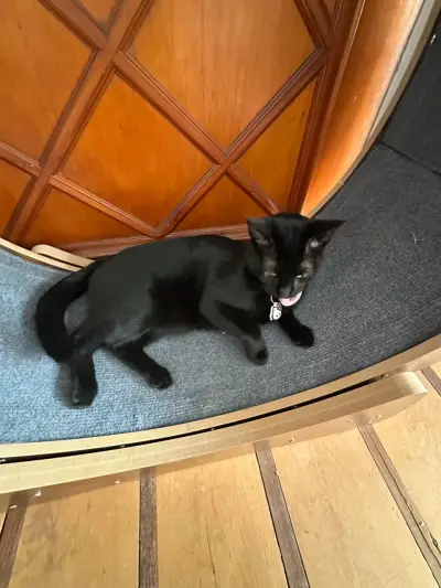 Rueda de ejercicio para gatos de madera - miniatura 1
