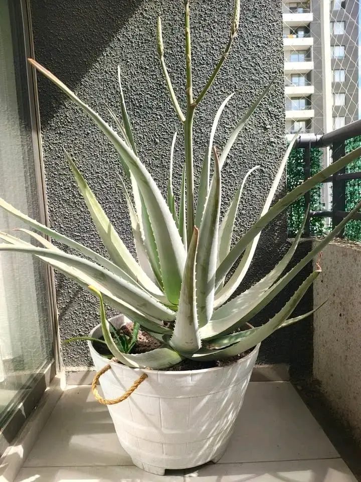 Planta de Aloe Vera Gigante en Floración - 1