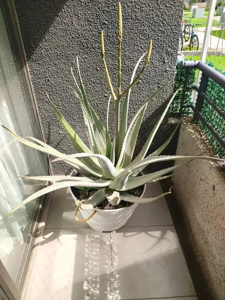 Planta de Aloe Vera Gigante en Floración - 2